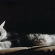 Cat Lying On A Couch Losing His Hairs When Someone Come To Flatter It 2 - VideoHive Item for Sale