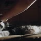 Cat Lying On A Couch Losing His Hairs When Someone Come To Flatter It 3 - VideoHive Item for Sale