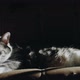 Cat Lying On A Couch Losing His Hairs When Someone Come To Flatter It 4 - VideoHive Item for Sale