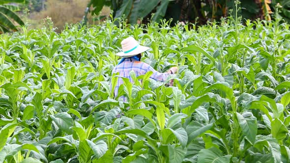 Thai Woman Put Insecticide And Fertilizer In Tobacco Plant 1