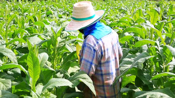 Thai Woman Put Insecticide And Fertilizer In Tobacco Plant 10