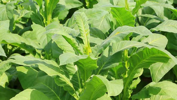 Thai Woman Put Insecticide And Fertilizer In Tobacco Plant 12