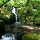Jungle Stream - VideoHive Item for Sale