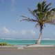 Palm Tree On A Beach - VideoHive Item for Sale