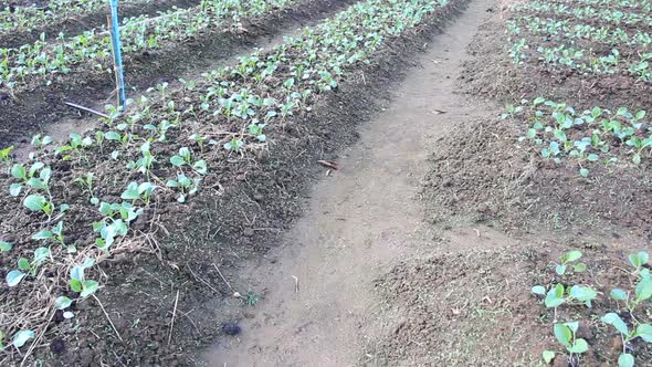 Kale Vegetable Garden Plant 10 alt