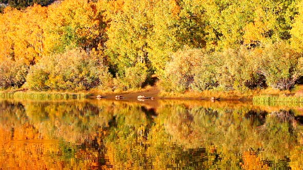 Fall Colors, Vibrant Aspen Reflecting In Lake