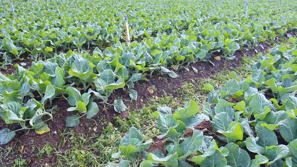 Kale Vegetable Garden Plant 11