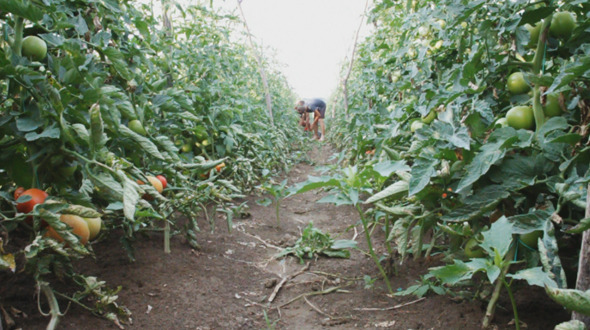 Harvest Helper Picking Up Tomatoes