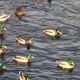 Ducks On Water - VideoHive Item for Sale