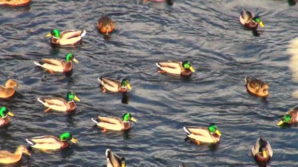 Ducks On Water