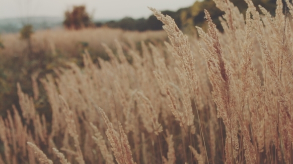 Cinematic Autumn Grass 