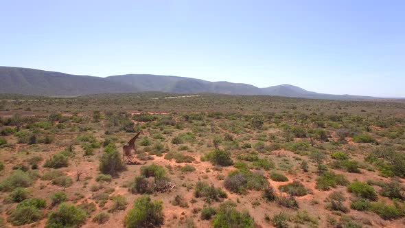 Aerial travel drone view of Giraffes in Swartberg, South Africa.