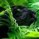 Rainforest Panther
