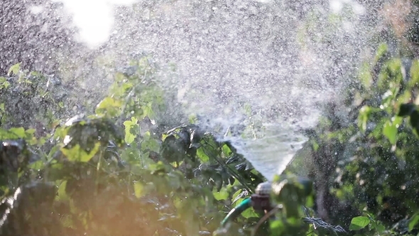 Watering Garden Natures