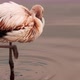 young flamingo with white plumage walks in the lake - VideoHive Item for Sale