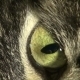 The Cat's Eye - VideoHive Item for Sale