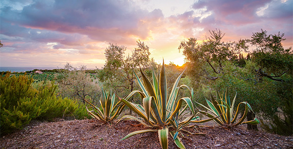 Tuscany Sunset