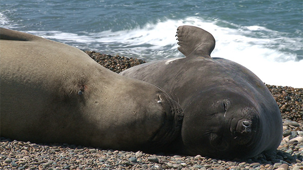 Two Argentinean Fur Seals