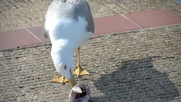 Seagull Eating Dead Fish Head