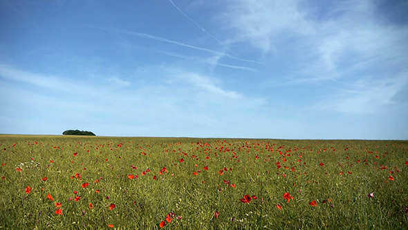 Landscape With Red Poppy Field