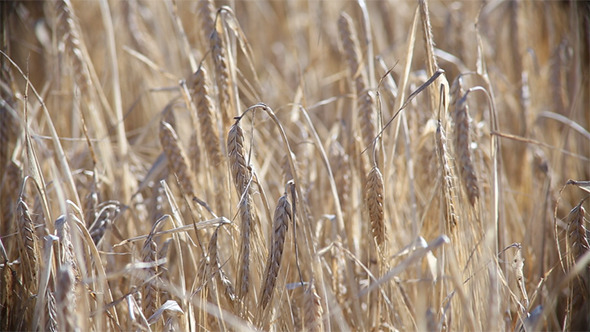 Rye on the Light Wind