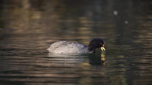 Close-up with red-gartered coot floating on water surface. Waterfowl putting its head underwater loo