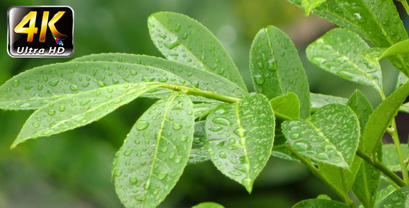 Raindrops on Green Plant Leaves