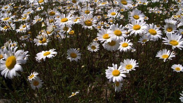 Tall Stalks of the Daisies on the Field