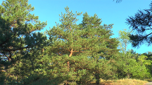 Pine Forest on a Background of Blue Sky