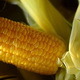  Row of Fresh Sweet Corn - VideoHive Item for Sale