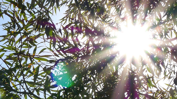 Bright Sun Shines Through Tree Foliage