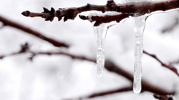 Frozen Icicles On The Branch