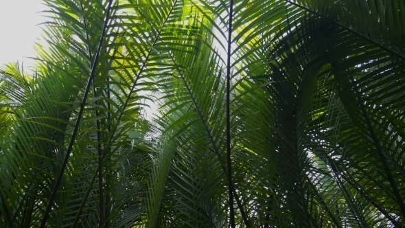 Tropical Rain Forest With Green Leaves Of Palms