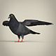 Realistic Pigeon Bird - 3DOcean Item for Sale