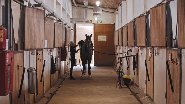 A Horsewoman in Stall Putting on a Harness and Preparing the Horse for a Ride