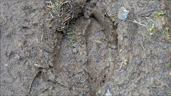 A Footprint of a Big Wild Boar
