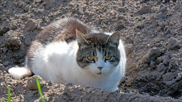 Big Fat Cat on the Soil