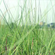 Grass - VideoHive Item for Sale