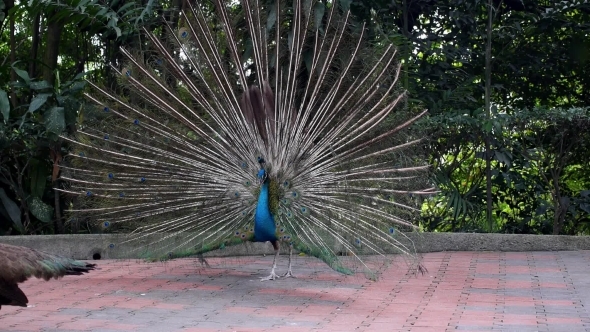 Beautiful Peacock Outdoors 