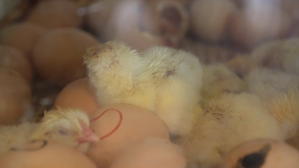 Newborn Chicks Recently Hatched In Incubator