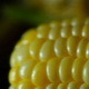 Fresh Vegetable Yellow Sweet Corn  - VideoHive Item for Sale