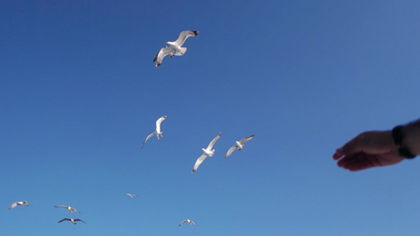 Feeding the Seagulls alt