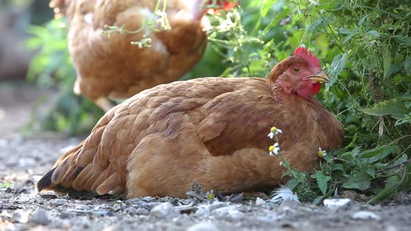 Hens eating on green grass in farm yard.