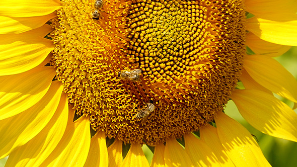 Bee Collects Pollen In Sunflower