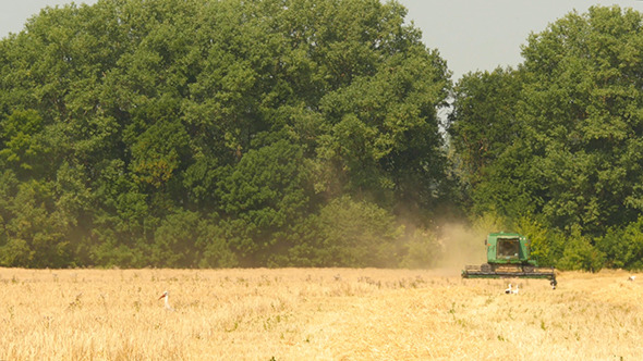 Modern Combine Harvesting Grain In The Field
