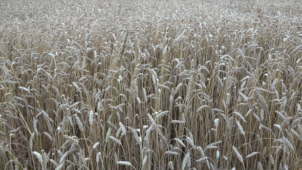 Wheat Ears 8