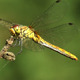 Green Dragonfly - VideoHive Item for Sale