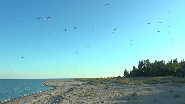 A Flock of Seagulls on the Beach Flying on Camera