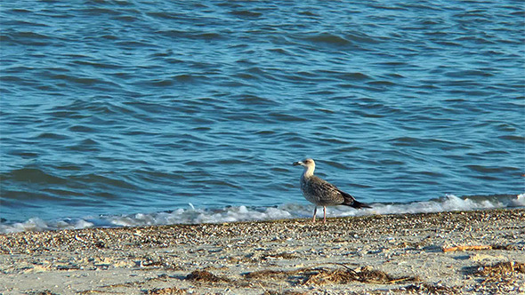 A Seagull on the Beach