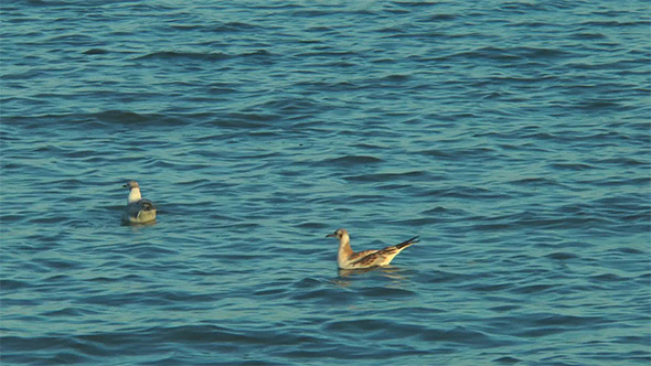 Two Seagulls Floating in the Sea